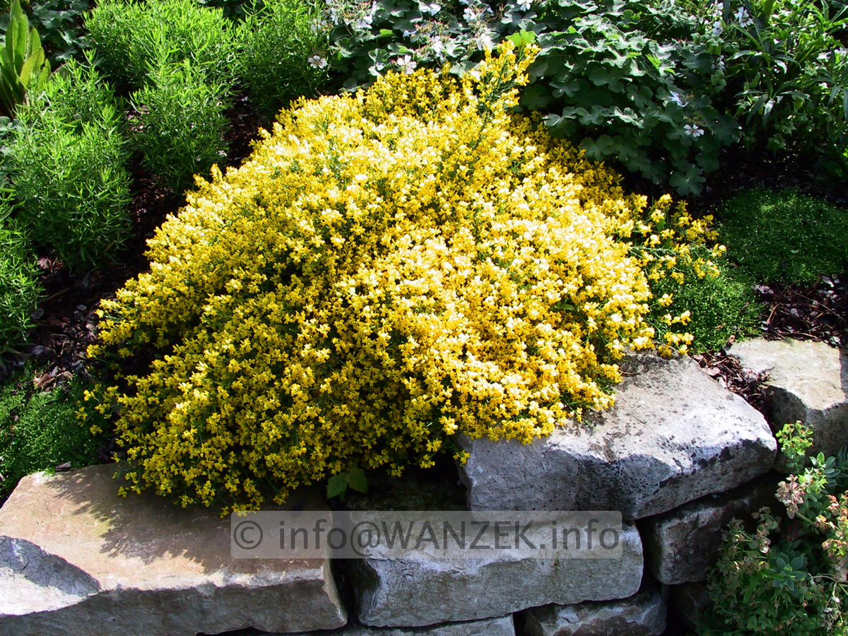 Genista lydia - bluehend.jpg